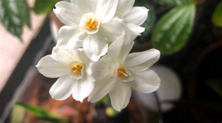 Paperwhite — PICS