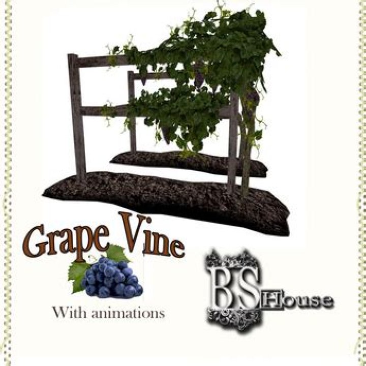 vine2