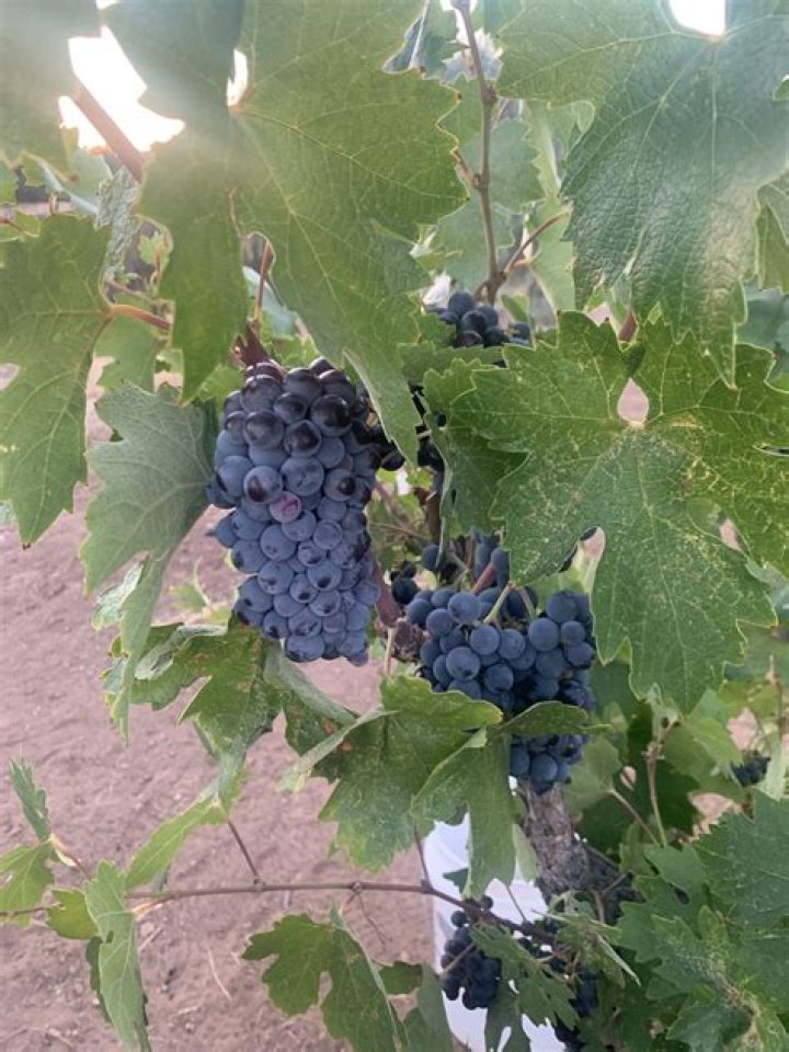 vine3